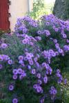 aster